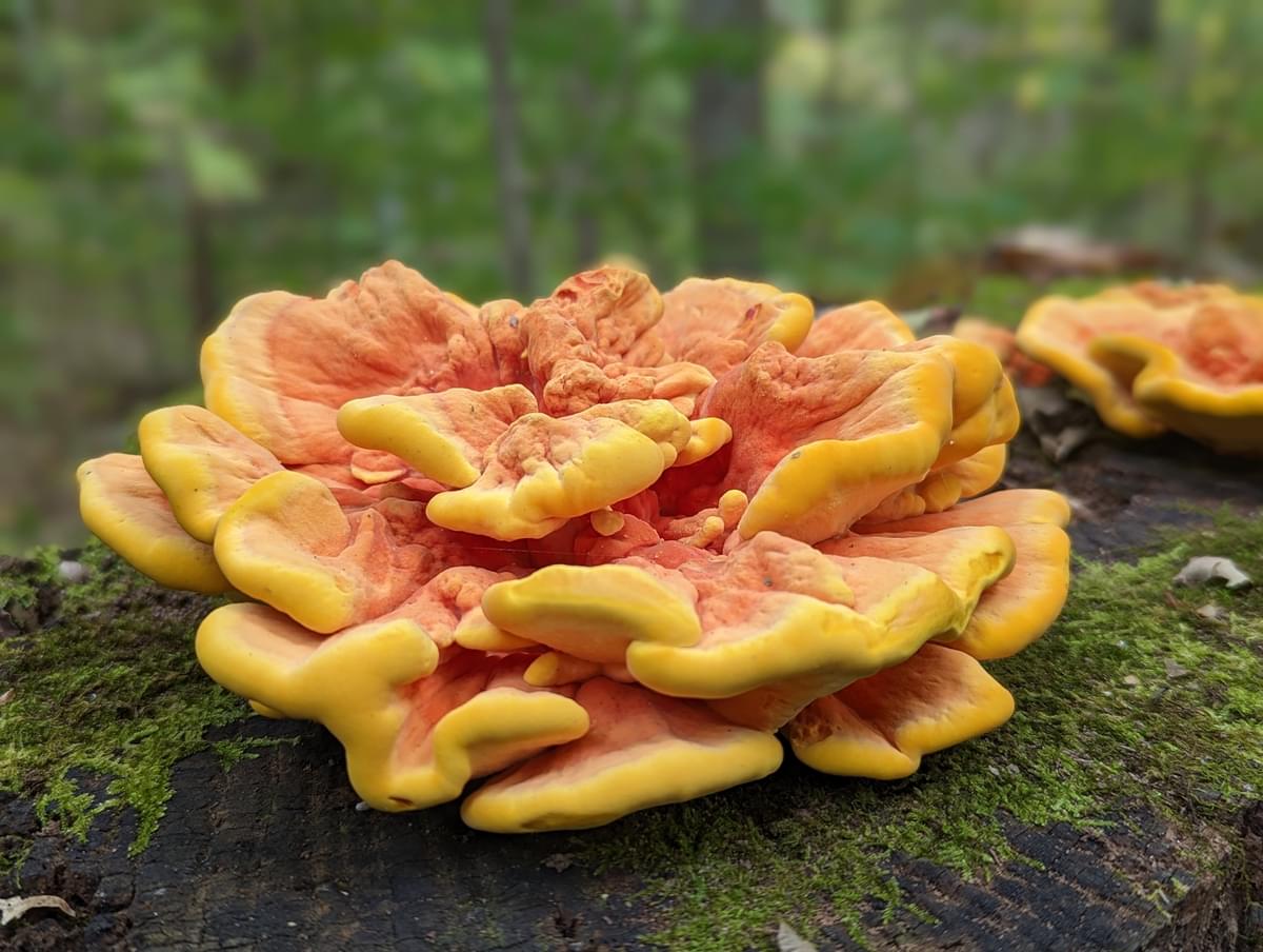 Bright orange and yellow chicken of the woods fungi on a moss covered log.